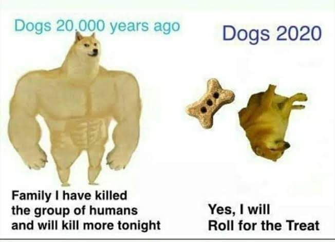 Dogs 20000 years ago Dogs 2020 Family have killed the group of humans Yes will and will kill more tonight Roll for the Treat