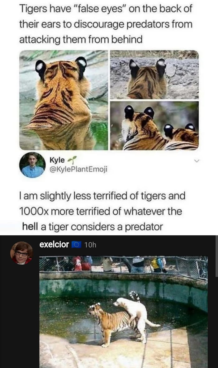 Tigers have false eyes on the back of their ears to discourage predators from attacking them from behind 5P T ggi_ ST 4 ASPLS S B__ Kyle KylePlantEmoji am slightly less terrified of tigers and 1000x more terrified of whatever the hell a tiger considers a predator exelcior 10h