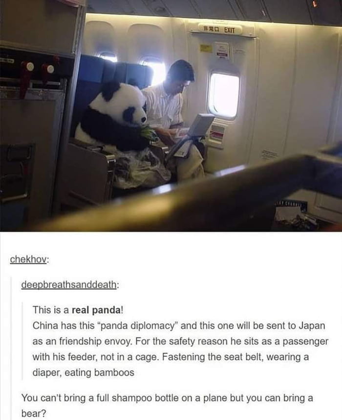 chekhov deepbreathsanddeath This is a real panda China has this panda diplomacy and this one will be sent to Japan as an friendship envoy For the safety reason he sits as a passenger with his feeder not in a cage Fastening the seat belt wearing a diaper eating bamboos You cant bring a full shampoo bottle on a plane but you can bring a bear