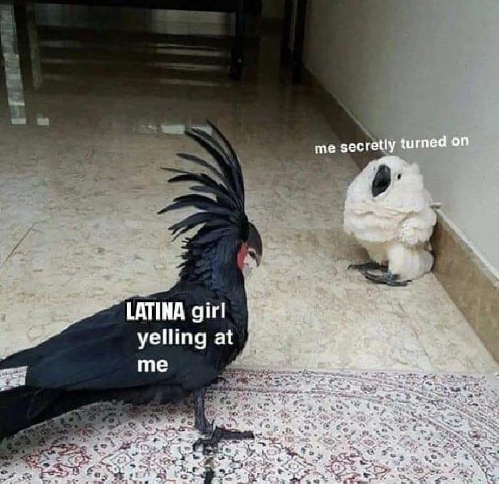 LATINA girl yelling at me