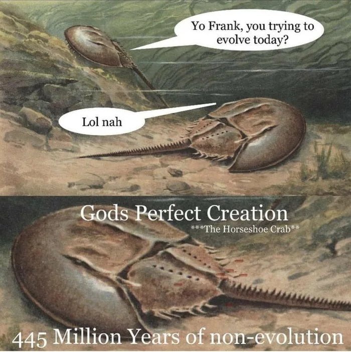 Yo Frank you trying to Gods Perfect Creation The Horseshoe Crab N 445 Million Years of non evelution