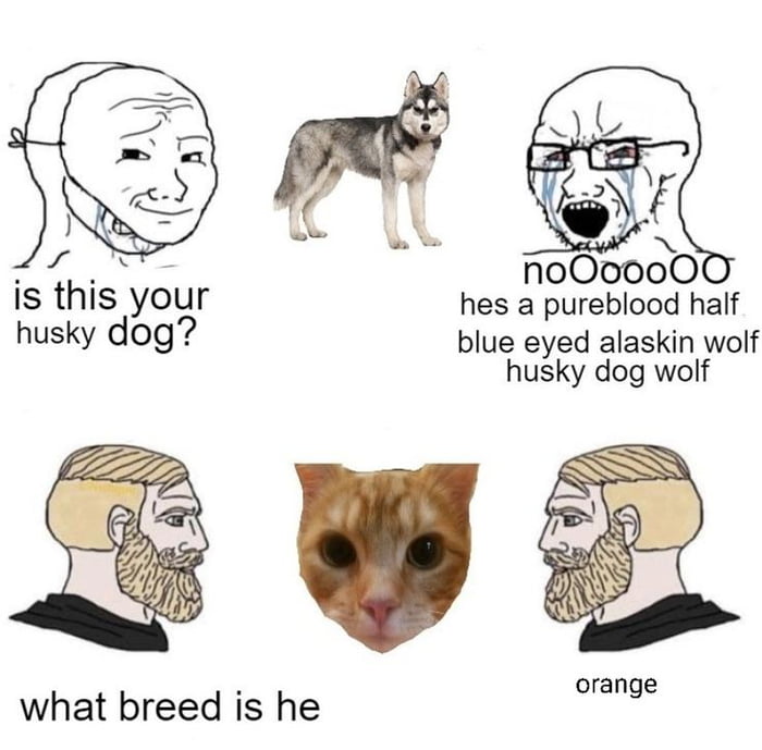L noOo000 is this your hes a pureblood half husky dog blue eyed alaskin wolf husky dog wolf v orange what breed is he