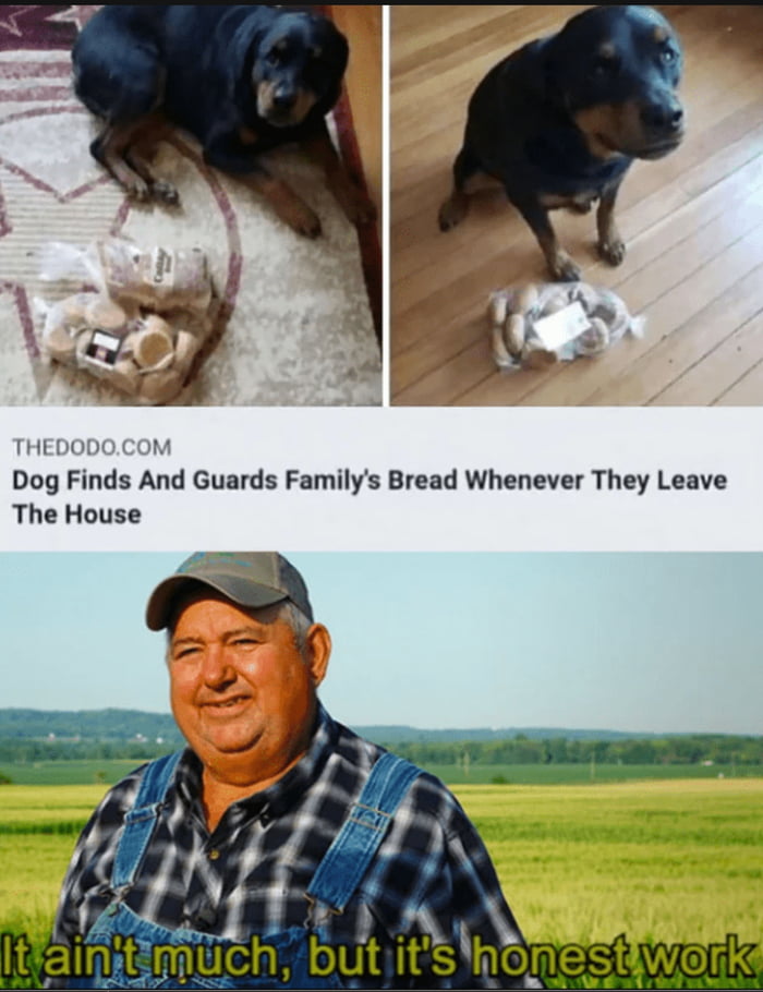 Dog Finds And Guards Familys Bread Whenever They Leave The House