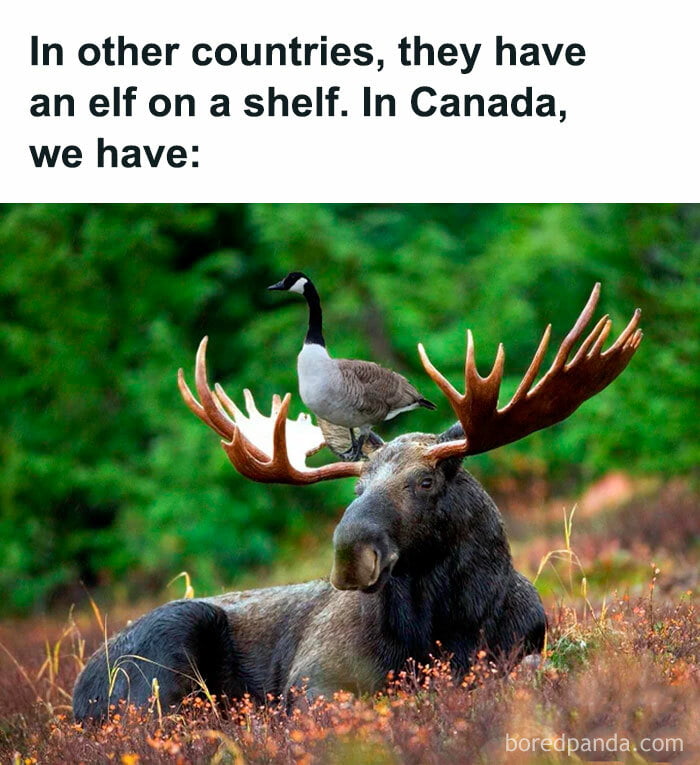 In other countries they have an elf on a shelf In Canada we have Boripanda com