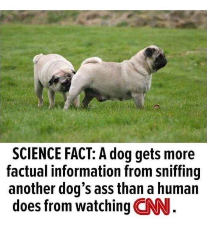SCIENCE FACT A dog gets more factual information from sniffing another dogs ass than a human does from watching CNN