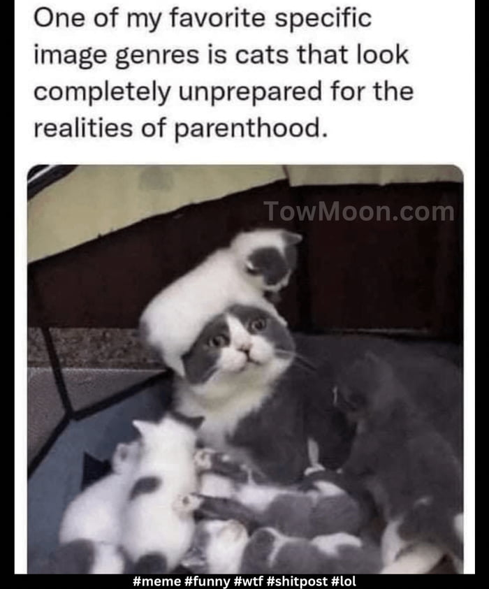 One of my favorite specific image genres is cats that look completely unprepared for the realities of parenthood meme funny wtf shitpost lol
