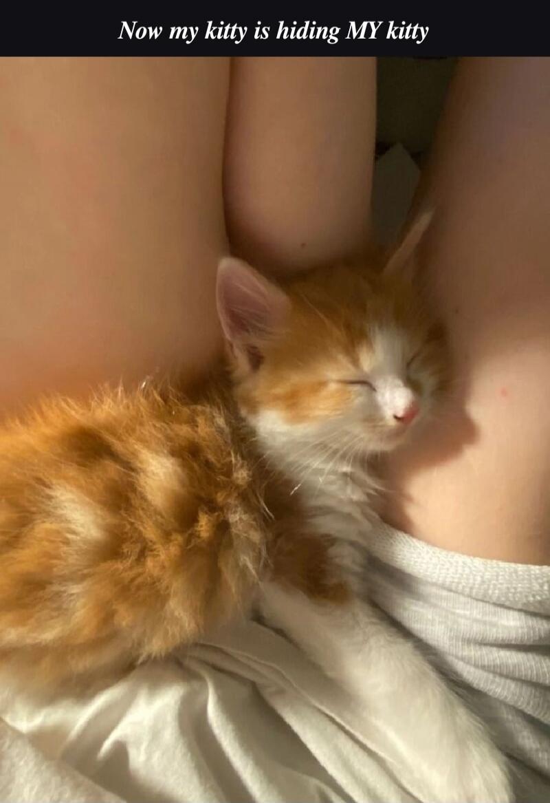 Now my kitty is hiding MY kitty