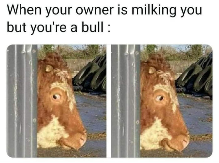 When your owner is milking you but youre a bull