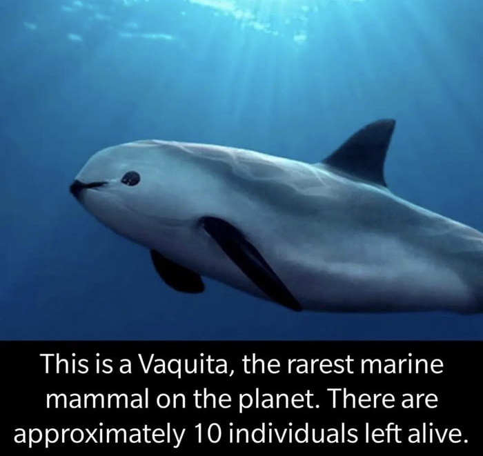 This is a Vaquita the rarest marine mammal on the planet There are EToolf XN E 1 VA TR e ViTe NE I ST TAVER