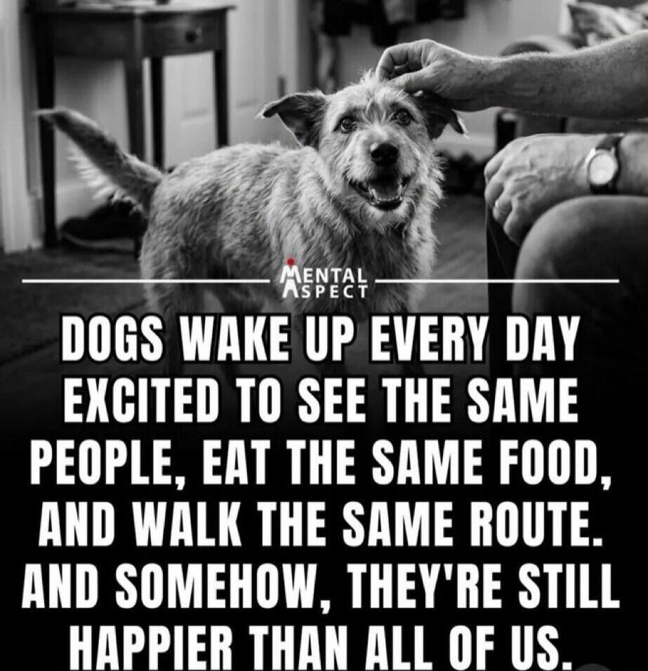 MENTAL ASPECT DOGS WAKE UP EVERY DAY EXCITED TO SEE THE SAME PEOPLE, EAT THE SAME FOOD, AND WALK THE SAME ROUTE. AND SOMEHOW, THEY'RE STILL HAPPIER THAN ALL OF US.