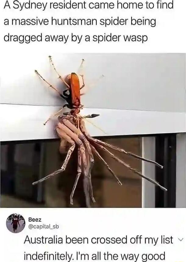 A Sydney resident came home to find amassive huntsman spider being dragged away by a spider wasp Beez capital_sb Australia been crossed off my list indefinitely Im all the way good