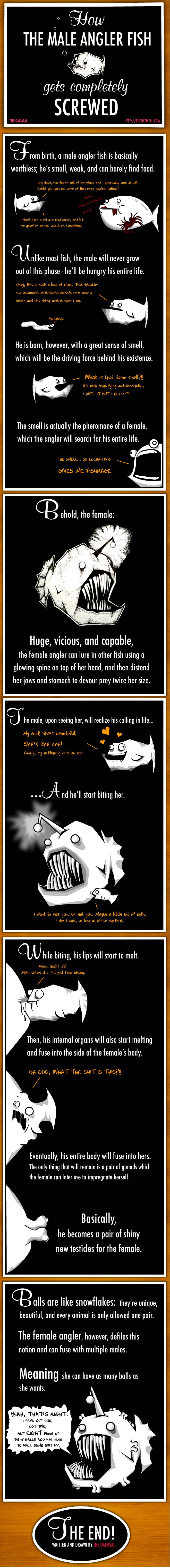 How THE MALE ANGLER FISH gets completely SCREWED. THE OATMEAL HTTP://THEOATMEAL.COM. From birth, a male angler fish is basically worthless; he's small, weak, and can barely find food. Hey dood, I'm fresh out of the womb and I generally suck at life. Could you spot me some of that crab you're eating? I don't even need a decent piece, just let me gna