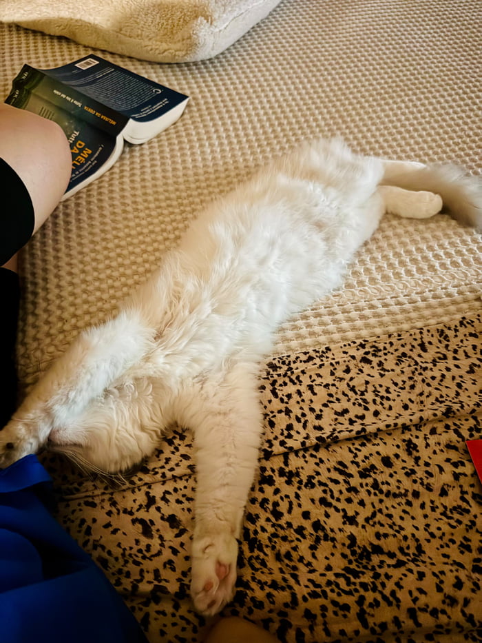 A white cat is sleeping on its back, stretched out on a textured blanket. A book with text 'MELHOR DA COSTA' and 'TUI' is visible next to a person's leg.