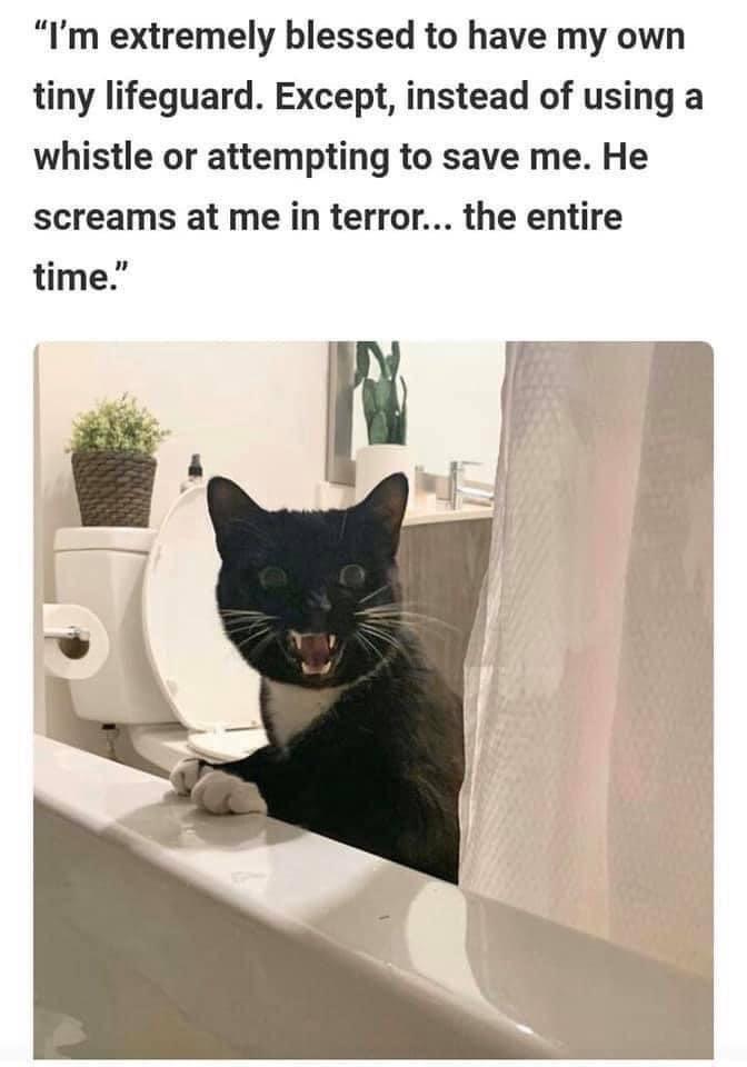 Im extremely blessed to have my own tiny lifeguard Except instead of using a whistle or attempting to save me He screams at me in terror the entire time i