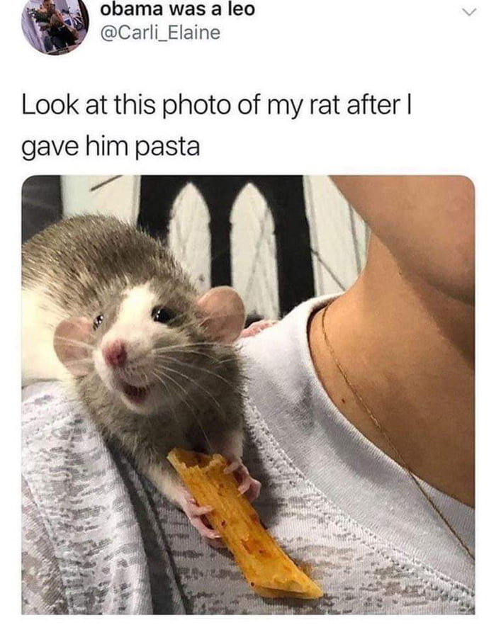 W obama was a leo Carli_Elaine ook at this photo of my rat after gave him pasta