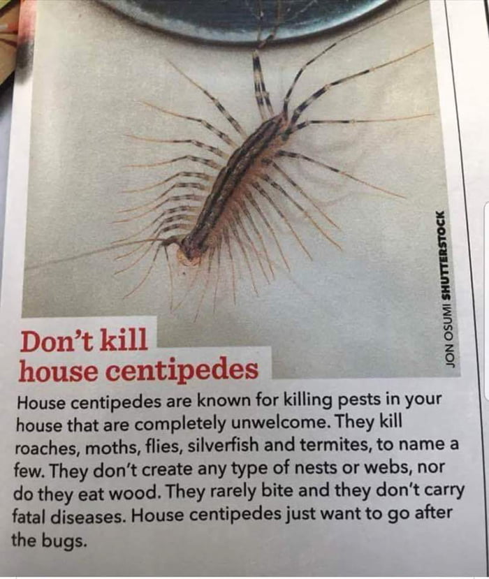 Dont kill house centipede House centipedes are known for killing pests in your house that are completely unwelcome They kill roaches moths flies silverfish and termites to name a few They dont create any type of nests or webs nor do they eat wood They rarely bite and they dont carry fatal diseases House centipedes just want to go after the bugs JON OSUMI SHUTTERSTOCK