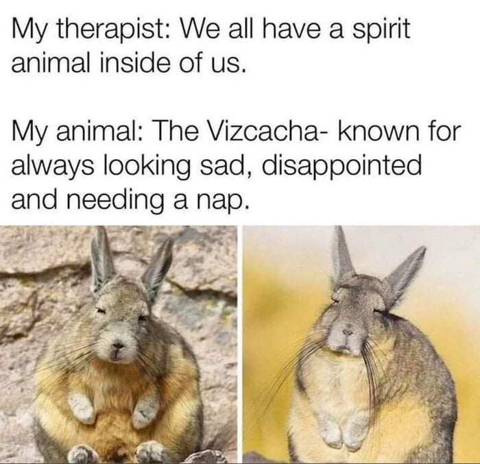 My therapist We all have a spirit animal inside of us My animal The Vizcacha known for always looking sad disappointed
