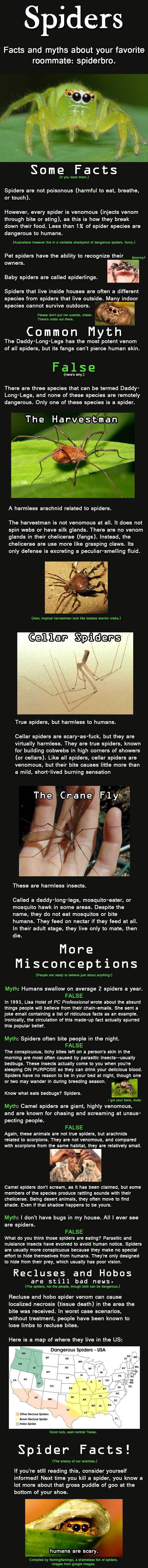 L EE Facts and myths about your favorite roommate spiderbro Some Facts O You it o Spiders are not poisonous harmful to eat breathe or touch However every spider is venomous injects venom through bite or sting as this is how they break down their food Less than 1 of spider species are dangerous to humans o T Rep somy Pet spiders have the ability to recognize their owners Baby spiders are called spi