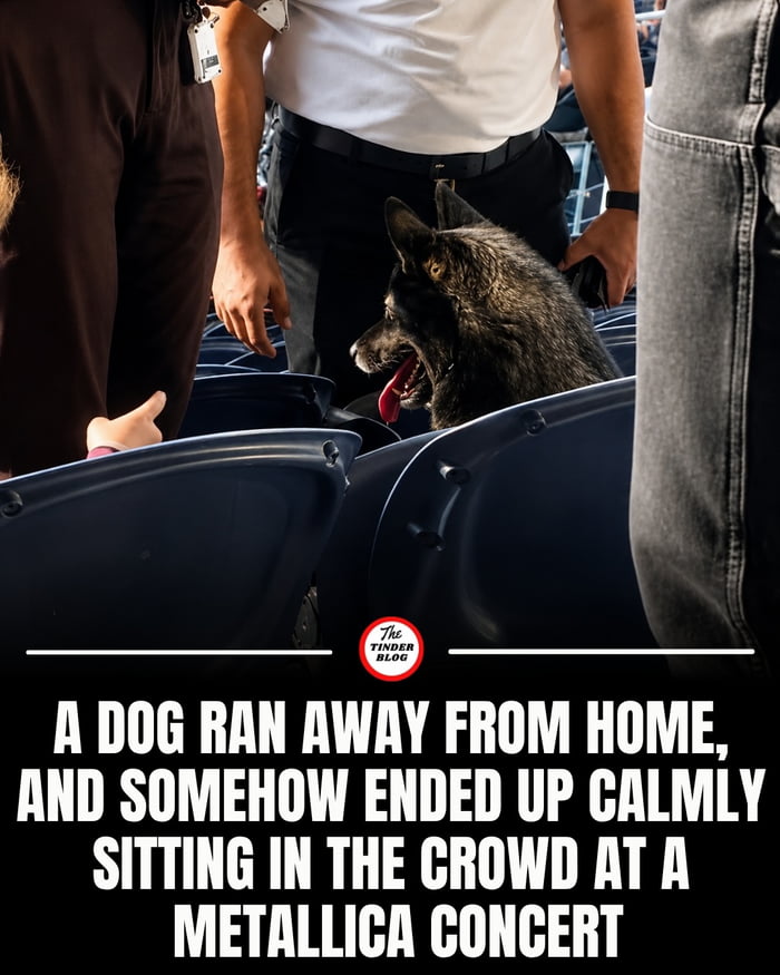 A DOG RAN AWAY FROM HOME, AND SOMEHOW ENDED UP CALMLY SITTING IN THE CROWD AT A METALLICA CONCERT