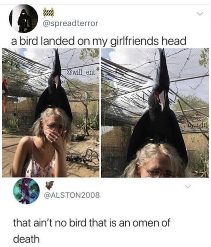 K223 b3 spreadterror abird Iandeglvonmy girlfriends head DALSTON2008 that aint no bird that is an omen of death