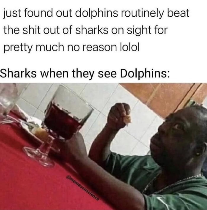 just found out dolphins routinely beat the shit out of sharks on sight for pretty much no reason lolol Sharks when they see Dolphins x e 3 F 4 j