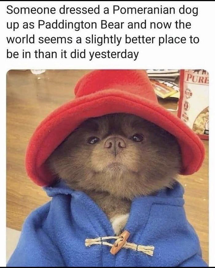 Someone dressed a Pomeranian dog up as Paddington Bear and now the world seems a slightly better place to be in than it did yesterday