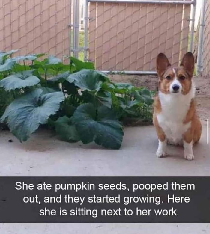 She ate pumpkin seeds pooped them IVIAET e R SRS ETs Clo e o T T 2 51 she is sitting next to her work