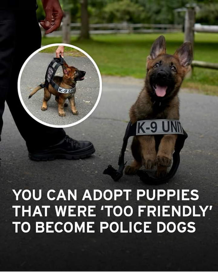 YOU CAN ADOPT PUPPIES THAT WERE TOO FRIENDLY QIR 1 o 2ol M of A n o e