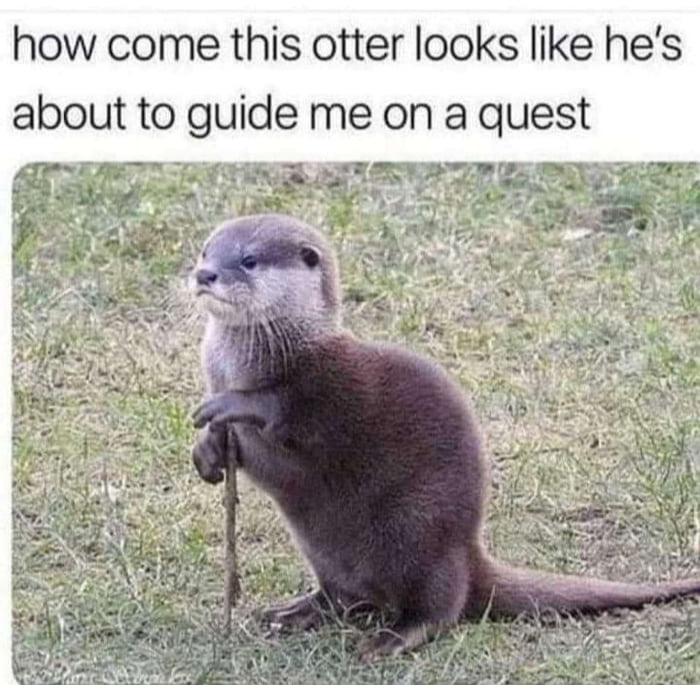 how come this otter looks like hes about to guide me on a quest e TR I SRR W e oo