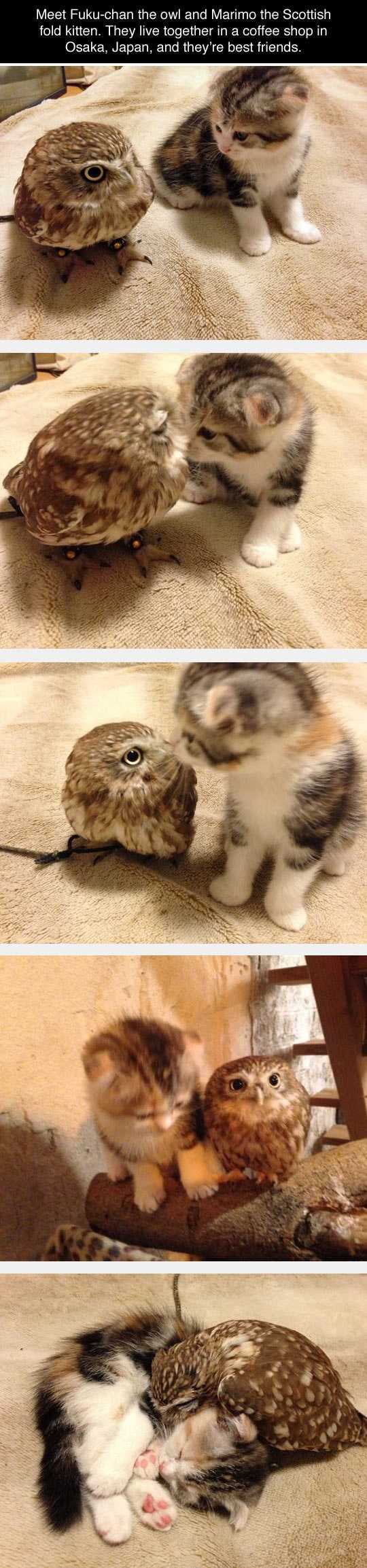 LR VITR e ELR G ER LRV EN TR GERSTVel fold kitten They live together in a coffee shop in Osaka Japan and theyre best friends