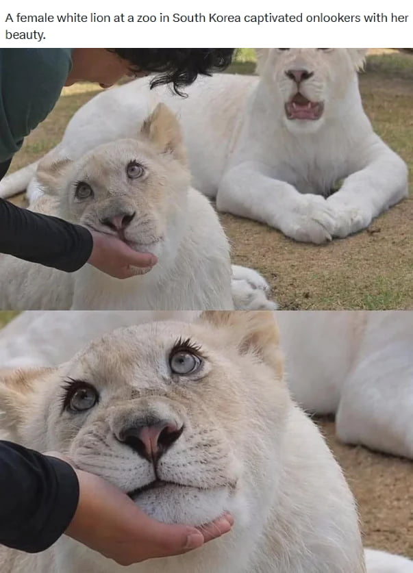 A female white lion at a zoo in South Korea captivated onlookers with her beauty.