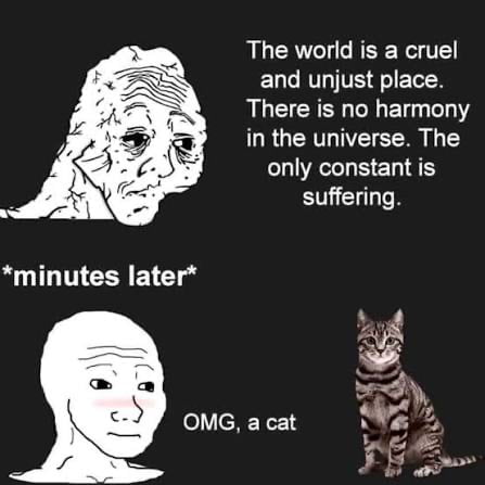 The world is a cruel and unjust place. There is no harmony in the universe. The only constant is suffering. *minutes later* OMG, a cat