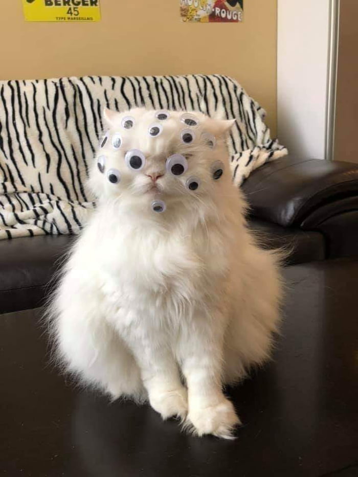 A fluffy white cat with numerous googly eyes stuck all over its head, sitting on a dark surface. A striped blanket and a couch are visible in the background.