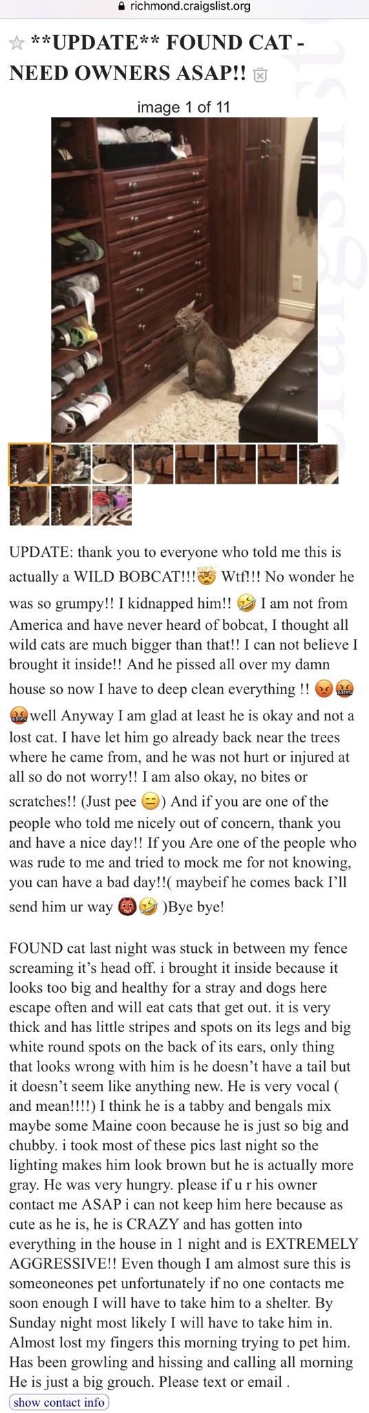 richmondcraigslistorg UPDATE FOUND CAT NEED OWNERS ASAP image 1 of 11 e N LT L J UPDATE thank you to everyone who told me this is actually a WILD BOBCAT5 Wtf No wonder he was so grumpy I kidnapped him I am not from America and have never heard of bobcat I thought all wild cats are much bigger than that I can not believe I brought it inside And he pissed all over my damn house so now I have to deep