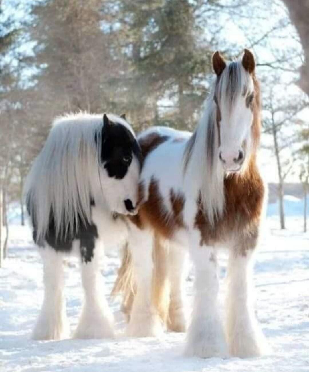 Two ponies in a snowy field, one black and white with a long mane, the other brown and white.