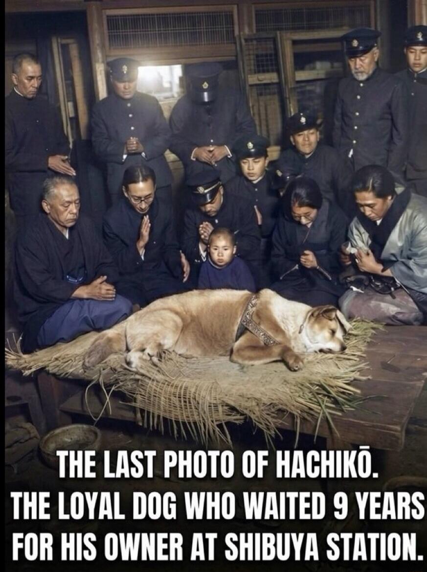 THE LAST PHOTO OF HACHIKŌ. THE LOYAL DOG WHO WAITED 9 YEARS FOR HIS OWNER AT SHIBUYA STATION.