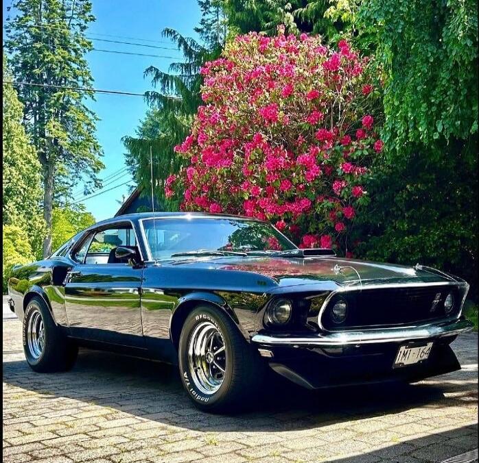 A classic black Ford Mustang, possibly a 1969 or 1970 Mach 1, is parked on a paved driveway. In the background, there are green trees and a large bush with vibrant pink flowers. The sky is clear blue. The license plate reads IMI-164.