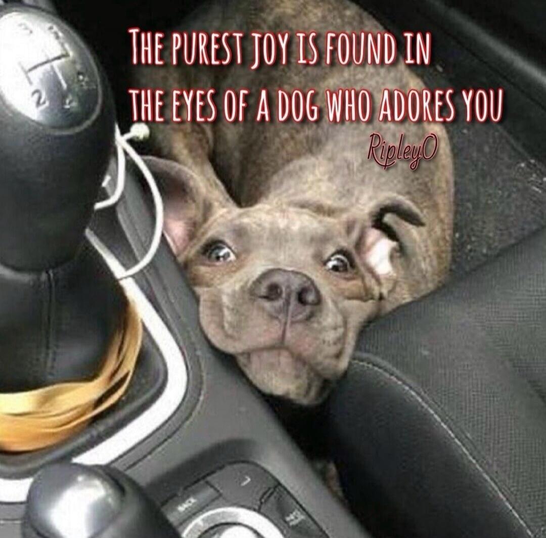 The purest joy is found in the eyes of a dog who adores you
