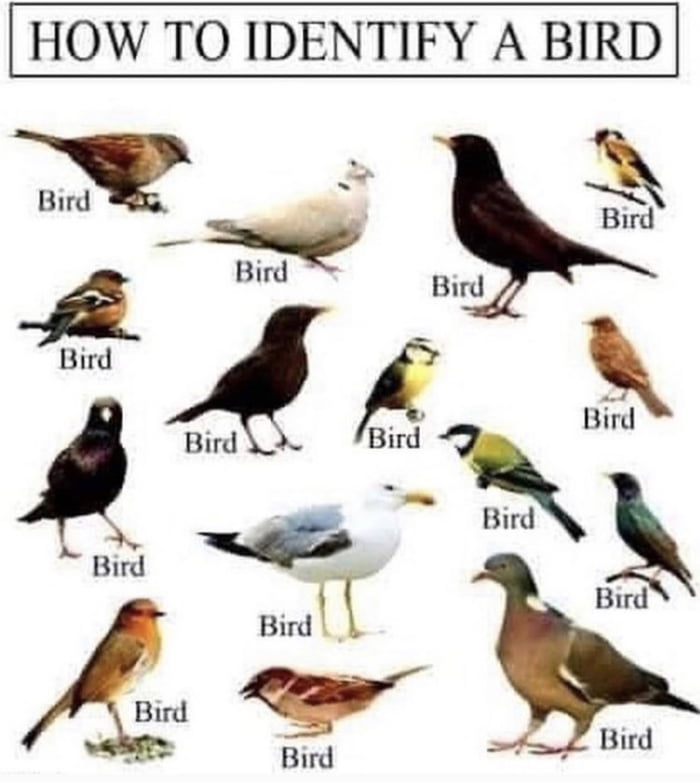 HOW TO IDENTIFY A BIRD Burd Blrd Hnrd Bird llr Blrd Bird Bd Bird Blrd Bird Blrd Bird y el Bird st Bird