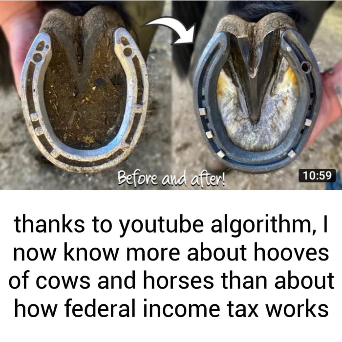 thanks to youtube algorithm now know more about hooves of cows and horses than about how federal income tax works