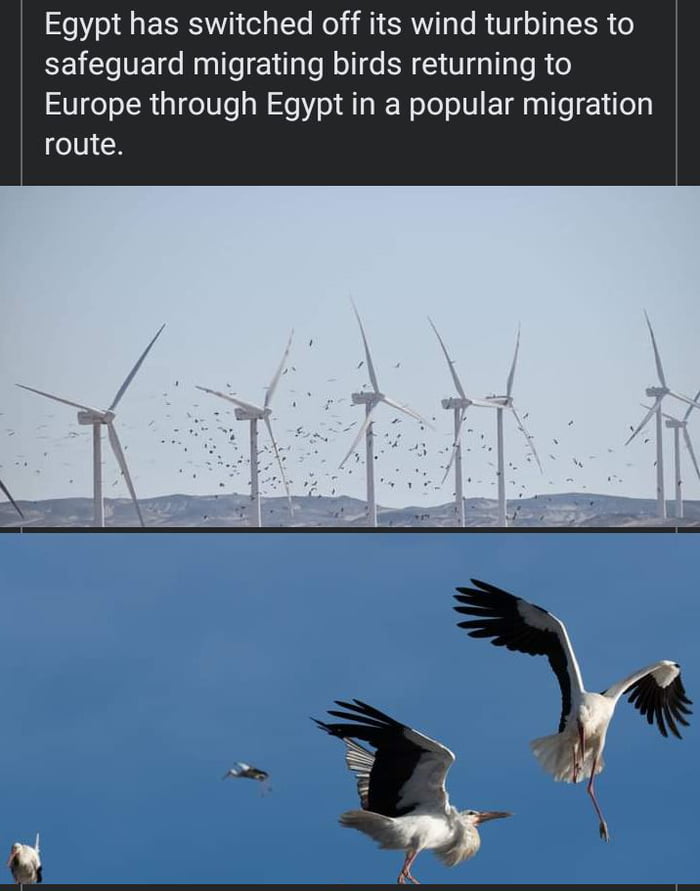 Egypt has switched off its wind turbines to safeguard migrating birds returning to Europe through Egypt in a popular migration route