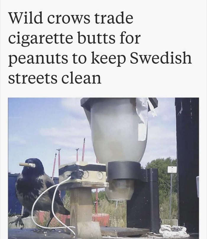 Wild crows trade cigarette butts for peanuts to keep Swedish streets clean rn 1 11 0