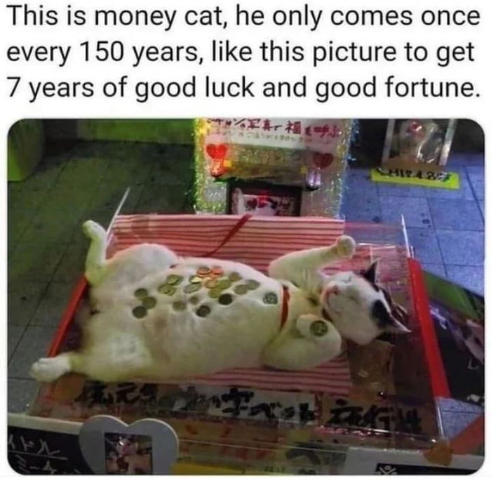 This is money cat he only comes once every 150 years like this picture to get 7 years of good luck and good fortune