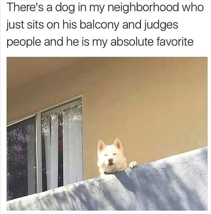 Theres a dog in my neighborhood who just sits on his balcony and judges people and he is my absolute favorite