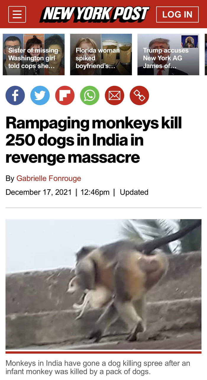 NEW YORK POST Losn Sister of missing Fltda Il Trump acel spiked Washington girl New York AG told copsshe Jamesof boyfriends 00000 Rampaging monkeys kill 250dogsinindiain revenge massacre By Gabrielle Fonrouge December 17 2021 1246pm Updated Monkeys in India have gone a dog killing spree after an infant monkey was killed by a pack of dogs