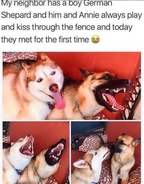 My neighibor has a boy German Shepard and him and Annie always play and kiss through the fence and today they met for the first time