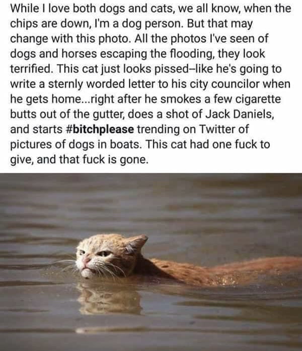 While love both dogs and cats we all know when the chips are down Im a dog person But that may change with this photo All the photos Ive seen of dogs and horses escaping the flooding they look terrified This cat just looks pissed like hes going to write a sternly worded letter to his city councilor when he gets homeright after he smokes a few cigarette butts out of the gutter does a shot of Jack D