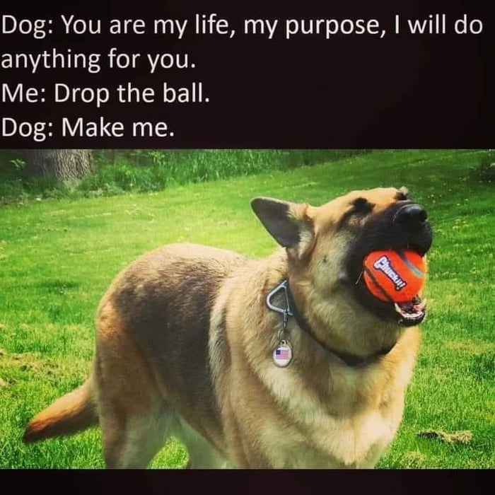 Dog You are my life my purpose will do anything for you Me Drop the ball Dog Make me