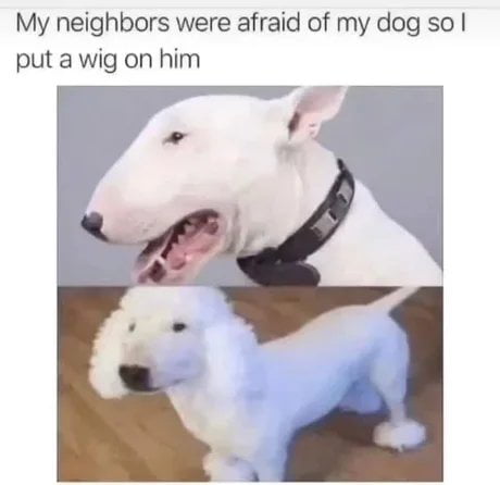 My neighbors were afraid of my dog so put a wig on him