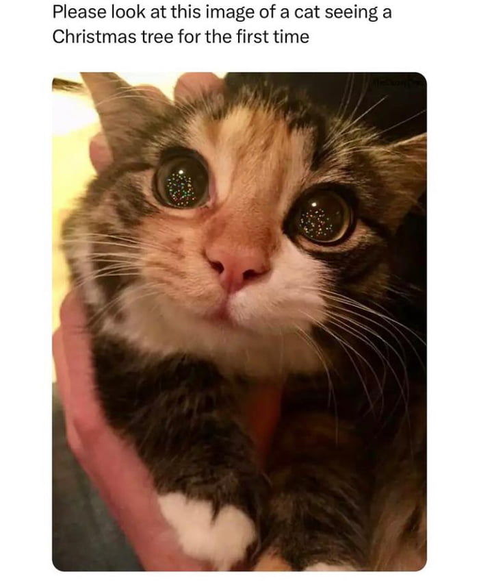 Please look at this image of a cat seeing a Christmas tree for the first time